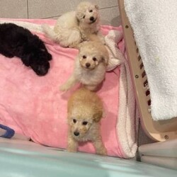 Adopt a dog:toy poodle puppies/Poodle (Toy)//Younger Than Six Months,toy poodle puppies, male and female, boys black,whit and apricot color, girls apricot co;orPlayful and friendlyvet checked, wormed, leave with microchip and first vaccinatio