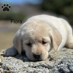 Flora/Yellow Labrador Retriever									Puppy/Female	/6 Weeks,Flora is a champion English Labrador retriever. Her dad is a champion and mom has many champions in pedigree. Both parents are OFA hip/elbow certified and genetic health tested. Flora is family raised and great with kids. 