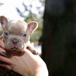 Tomatoa/French Bulldog									Puppy/Male	/7 Weeks,Tomatoa is an Isabella male with incredible structure and build. He will turn heads on the street or elevate any program with color and structure! 