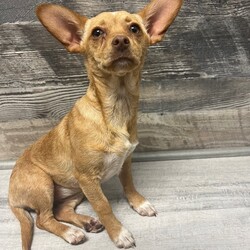 Adopt a dog:Bunny/Chiweenie/Female/Young,Hi, I'm Bunny!

All about me...  First of all, how can anyone resist the fact that my ears are bigger than the rest of my head?!  I am only about 5 months old and was found as a stray and taken to a small shelter near Saving Grace Rescue. I am so glad they came for me since my euthanasia date was near. I am playful, sweet, and love to be held. I am looking for a family who will love me unconditionally and forever! I weigh 8 lbs. so probably will still get a little bigger, am up-to-date on vaccinations, heartworm/tick disease negative, and just am an all around healthy girl!

Besides, with these ears...sounds don't stand a chance! :) 

Families with cats: Local Texas adoptions only so we can cat test in your home environment.

You can see Bunny playing with her friend Millie here: https://youtu.be/ckEtrflSWpU

***********************************************************************
TO BE CONSIDERED, PLEASE COMPLETE AN APPLICATION!
https://form.jotform.com/220199338769066

If adopting outside of Texas:
PROJECT FREEDOM RIDE ADOPTION FEE:
$500 (includes transport)

Bunny is currently located with our rescue in the Texas Panhandle. We are one of 4 partner rescues with Project Freedom Ride and do monthly transports to the PNW and NE.

All directly adopted dogs come vaccinated, microchipped, spayed/neutered, if 6 months or older require a negative heartworm test, and up to date on flea & tick preventative and heartworm preventative if applicable and a negative fecal. Your adoption allows us to continue our mission. Thank you for opting to adopt!

Project Freedom Ride Drop Off Locations **DROP-OFF LOCATIONS CHANGE WITH EACH TRANSPORT AND WILL BE DISCUSSED ON VIDEO CALL**:

Northwest Route: Salt Lake City, UT - Meridian, ID - Kennewick, WA - Mt. Vernon, WA - Seattle, WA – Portland, OR - Stanwood, WA - Oregon City, OR - Richland, WA

Northeast Route: Des Moines, IA - Chicago, IL - Springfield, IL - Indianapolis, IN - Grand Rapids, MI - Lansing, MI - Kansas City, MO - Minneapolis, MN - Cleveland, OH - Columbus, OH - Baltimore, MD - Bedminster, NJ - Buffalo, NY - Syracuse, NY - Castleton on Hudson, NY - Newburgh, NY - Pembroke, NY - Syracuse, NY - Bedminster, NJ - Chester, PA - Philadelphia, PA - Pittsburgh, PA - Halethorpe, MD - Springfield, VA - Richmond, VA - Stevens Point, WI

As a Project Freedom Ride direct adoption, the adoption interview/meet and greet would take place on video call (FB Messenger Call, Whats App, or Google Duo). The adoption application and fee would be finalized prior to transport.

Check out Project Freedom Ride and see what this amazing group is all about!
https://www.facebook.com/ProjectFreedomRide/