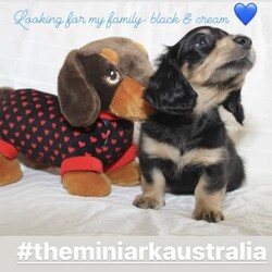 Adopt a dog:Purebred Miniature Dachshunds /Dachshund//Younger Than Six Months,The Mini Ark Australia is a kennel passionate about breeding quality miniature dachshunds with beautiful temperaments and lovely healthy little bodies!Our dogs are raised on Royal canine and raw, extremely well socialised with many animals and humans of all ages and puppies are toilet training beautifully.Parents DNA profiles can be provided for serious prospective owners. Pet homes will be given preference.Puppies have been wormed since 2weeks of age, be microchipped and vaccinated and come with a puppy pack and ongoing support.Puppies will be ready to go home at 10weeks of age (from the end of March)We have the following last two boys available-Black and cream long hair boy- $3200Black and tan long hair boy- $2900Check us out further on Facebook @ https://www.facebook.com/profile.php?id=100075886976905&mibextid=LQQJ4dCollaboration litter with interstellar caninesMDBA member- 16703