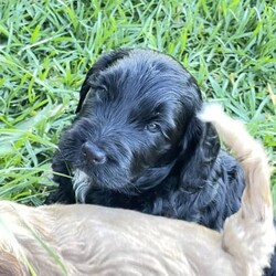 Adopt a dog:HAPPY EASTER PUPPY /Cocker Spaniel//Younger Than Six Months,1st generation spoodle puppies.Pedigree and DNA tested clear parents.Mum is English Cocker Spaniel and dad Miniature Red Poodle.Non shedding with soft and wavy coat.Puppie