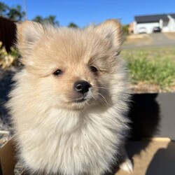 Adopt a dog:Pomeranian Purebred Puppy - LAST ONE/Pomeranian//Younger Than Six Months,Last beautiful female Pomeranian puppy ready for its loving forever home.Responsible Pet Breeders Association number 920.