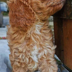 F1 Toy Ruby Cavoodle puppies （DNA Clear)/Cavalier King Charles Spaniel//Younger Than Six Months,We have 3*male and 5*femal cavoodle puppies in ruby colour.DOB: 31/01/2023 （2*male and 1*femal）DOB: 04/02/2023 （2*male and 3*femal）This is a first generation litter of beautiful and healthy cavoodles, The mother is a Cavalier King Charles and the father is a Toy poodle. Mum and Dad have been full DNA CLEAR certification ,So that pups cannot be affected by and genetic diseases.They will be ready for their forever homes on the 28/03/2023 and 01/04/2023. All puppies will come vaccinated, microchipped, vet checked and up to date with wormig. A $500 non refundable deposit will be required to secure your puppy until its 8 weeks old when it will be able to leave mum.male $1800 Femal $2000If you are interested in one of our babies,Please email me lil******@******com or call me on ******6899/******9085 for more information. REVEAL_DETAILS 