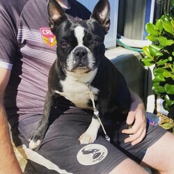 Pedigree Purebred (DogsNSW - ANKC) Boston Terrier Puppies/Boston Terrier//Younger Than Six Months,Boston Terrier Puppies Dogs Australia (DogsNSW) pedigree:Rubystud 2100067282Heath tested parents.2 x Females2 x MaleRubystud, is a breeder with a small in-house environment. Parents are shown in confirmation in NSW and QLD. Brought up with the family. Located Tamworth NSW.Ready to go April 2023Pup comes with:Health guaranteeMicrochip6 weeks free pet insuranceVet checked and approved prior to leavingHealth certificateDeworming x3Age appropriate vaccinationsDogs Australia (DogsNSW) Registration- limited pet homeLarge puppy pack (free bag of dog food and bowls and toys, worming tablets, treats etc) and information folderCrate/Pen trainedSocialized with kidsSocialized with dogsEarly toilet training with grass patch.Registered member with DogsNSWMember no. 2100067292BIN: B000614314Website: https://rubystud.com.au/Prefix : RubystudAmy Sheridan******0124 REVEAL_DETAILS 