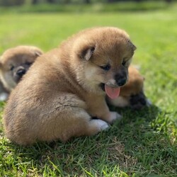 Adopt a dog:Purebred Shiba Inu last female/Shiba Inu//Younger Than Six Months,991003002090659 femaleWe are delighted to offer last male purebred red male shiba inu puppies born on the 25 December Our puppies are born and raised in a stable and social environment with lots of love and cuddles. Our dogs have no genetic problems and puppies come wormed at 2,4,6,8 weeks, immunised and microchipped. Our puppies are purebred. Bloodline import from Japan. They are well balanced with amazing temperaments and independent personalities.