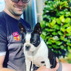Pedigree Purebred (DogsNSW - ANKC) Boston Terrier Puppies/Boston Terrier//Younger Than Six Months,Boston Terrier Puppies Dogs Australia (DogsNSW) pedigree:Rubystud 2100067282Heath tested parents.2 x Females2 x MaleRubystud, is a breeder with a small in-house environment. Parents are shown in confirmation in NSW and QLD. Brought up with the family. Located Tamworth NSW.Ready to go April 2023Pup comes with:Health guaranteeMicrochip6 weeks free pet insuranceVet checked and approved prior to leavingHealth certificateDeworming x3Age appropriate vaccinationsDogs Australia (DogsNSW) Registration- limited pet homeLarge puppy pack (free bag of dog food and bowls and toys, worming tablets, treats etc) and information folderCrate/Pen trainedSocialized with kidsSocialized with dogsEarly toilet training with grass patch.Registered member with DogsNSWMember no. 2100067292BIN: B000614314Website: https://rubystud.com.au/Prefix : RubystudAmy Sheridan******0124 REVEAL_DETAILS 