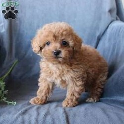 Monroe/Toy Poodle									Puppy/Male	/8 Weeks,Say hello to the cutest puppy you will ever meet! This precious puppy is up to date on shots and dewormer and vet checked! They are very playful, friendly, and happy puppies who love attention! If you are searching for a new best friend to brighten your home call about our puppies today! 