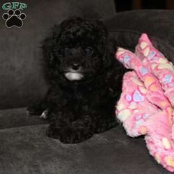Stella/Toy Poodle									Puppy/Female	/7 Weeks,Meet Stella! She comes pre-spoiled and loved! She has a sweet, more laid back personality,  but still loves to tussle and play with litter mates and her favorite humans! I have performed early neurological stimulation with this litter which has valuable benefits as a puppy grows up and is adjusting to new things! I started crate and potty litter pad training as well! She is UTD on vaccinations and dewormings, and microchipped! Stella also received a perfect health check exam from my vet at 6wks of age! Both parents are purebred toy poodles and are genetically health tested and are in great health!  I also include 30 day health and 1 year genetic guarantee! Videos or FaceTime are available upon request. Shipping is available anywhere in the USA, visits are also welcome!  For more details please call or text Duane. 