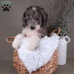 Flicker/Mini Sheepadoodle									Puppy/Male	/11 Weeks,Flicker is a Handsome mini Sheepadoodle he is full of energy and will give you lots of puppy kisses, (Please call to find out about His Personality) Flicker will be up to date on all his Vaccines and dewormer, and has been Vet checked and microchipped. His mom is a Beautiful Gray and white Sheepadoodle and his dad is a Handsome gray and white mini poodle. He is ready for His Forever Home. if you have more questions about him or would like to know more about how you can reserve him call or text me (Carrie) If you are not able to come to visit I offer zoom and also can deliver him to you Flicker is a Handsome mini Sheepadoodle he is full of energy and will give you lots of puppy kisses, (Please call to find out about His Personality) Flicker will be up to date on all his Vaccines and dewormer, and has been Vet checked and microchipped. His mom is a Beautiful Gray and white Sheepadoodle and his dad is a Handsome gray and white mini poodle. He is ready for His Forever Home. if you have more questions about him or would like to know more about how you can reserve him call or text me If you are not able to come to visit I offer zoom and also can deliver him to you