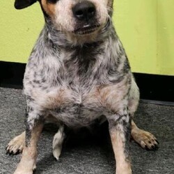 Adopt a dog:me/Australian Cattle Dog / Blue Heeler/Female/Baby,Momma is a Blue Heeler (see photo) mix weighing about 30 lbs, a super sweet and loving personality that she has shared with her babies. A litter born 10/3/2022 of 8 boys and girls. Ubon is shyer because she is smaller than the other pups but very loving nonetheless. Ubon weighed 7.12 lbs 12/2, we are guessing adult weight would range from 25-50lbs. Up to date on vaccines and wormings. If you are interested in setting up a meet and greet, don't forget to fill out our pre-adoption application at- https://littlebeansorphanark.atlassian.net/servicedesk/customer/portal/2/group/3/create/18 or for more information about us at- https://littlebeansorphanark.com/