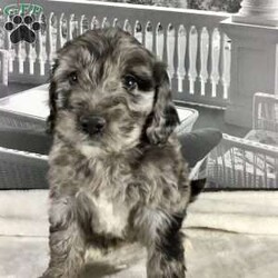 Flint/Mini Goldendoodle									Puppy/Male	/9 Weeks,All the puppies in this litter are F1B, the mom is our family pet, a 75 lb goldendoodle. The dad is a 17 lb mini poodle. We have all puppies up to date on shots and wormer, a schedule with our vaccines and worming dates for you take to your veterinarian will be included. Also included is the 8 week old health check and our health guarantee, which is a 30 day complete health guarantee and a 1 year genetic health guarantee. Call or text now to take your new furry friend home!