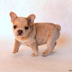 Leon/French Bulldog									Puppy/Male	/9 Weeks,Meet your new bestfriend, Leon! This unique-looking French Bulldog puppy is vet checked and up to date on shots and wormer. He can be registered with the ICA, plus comes with a health guarantee provided by the breeder! Leon is super friendly and well socialized & can’t wait to join in on all the fun at your place! If you would like more information on how you can welcome this funny pup into your home, please contact Chris Stoltzfus today!