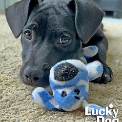 Adopt a dog:Tok/Terrier/Male/Baby,aby boy ready to play! TOK NEEDS A FOSTER OR FOREVER HOME!!!!

Name: Tok Best Guess for Breed: Terrier mix

Best Guess for Age: 3 months as of 3/18/23 SEX: Male

Estimated Weight (puppies' weights change quickly!): 14.1 lbs as of 3/18/23

Gets Along With: Most puppies are in the prime of their socialization window and will do well with other dogs, cats and kids so long as they receive patience and proper training.

Currently Living at: Puerto Rico shelter; needs a foster or forever home in the DC area to get up here!

Special Adoption Considerations: Puppies under 6 months of age need to have multiple potty breaks/exercise throughout the day. Potential adopters with a standard 8-hour workday must be willing to make arrangements to meet the needs of their puppy. Check out this cutie in this video! https://www.youtube.com/watch?v=uo0j_pnj0ik
Tok is Looking For: His own humans! This Puerto Rican cutie wants ones who will take him on long sniffy walks, romps in the park, and all the adventures they can dream up. Tok is patiently waiting to enjoy all the little things in life too, such as cozying on the couch, tasting the most delectable treats, and of course receiving endless belly rubs! He'd also love to go to obedience school to show you how super smart he is. In exchange, he promises lots of tail wags and kisses and loyal companionship for all his days. What do you say? Is Tok the companion you've been seeking?
What My Foster Says About Me: We will update this once he has arrived in the DC area and spent some time with his foster
Puppy Vetting Requirements: Lucky Puppies have had their age appropriate vaccines, but may not yet be 