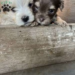 Riley/Havanese									Puppy/Male	/5 Weeks,Riley is the left puppy pictured and is super friendly and loves to have his ears scratched.  He is cream colored with a white strip down his head and nose.