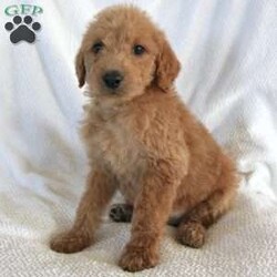 Steven/Mini Labradoodle									Puppy/Male	/8 Weeks,Here comes an adorable Mini Labradoodle with a wagging tail and smiling face! This precious puppy is up to date on shots and dewormer and vet checked! If you are looking for a cute new companion contact Ivan today! 