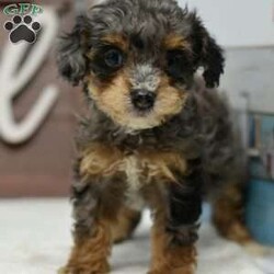 Luna/Toy Poodle									Puppy/Female	/7 Weeks,Very hard to find this size, color and akc!!! Merle tri phantom color toy female!!