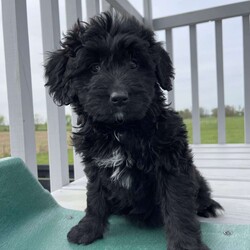 Finley/Mini Bernedoodle									Puppy/Female	/8 Weeks,Our girl Finley is cute as a button!  She is up to date on shots and dewormers and has been given lots of love and attention at our farm! The kids are playing with the puppies and she has been well socialized.  Her dark eyes will make you friends for life right away!