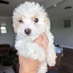 Sir Ellington/Havapoo									Puppy/Male	/11 Weeks,Adorable, loveable little guy available! He is tiny and will stay very small. Parents are just 7 and 8lbs. 