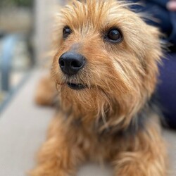 Adopt a dog:Bear/Norfolk Terrier/Male/Adult,Hi, my name is Bear.  I am about 2 years old.  My family could no longer care for me so I was taken in by a foster mom to be safe and loved until I found my forever home.  I am just so sweet and calm.  I love everyone I meet and don't bark unless I absolutely need to.  I would love to be your companion and sidekick on all your adventures.