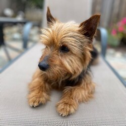 Adopt a dog:Bear/Norfolk Terrier/Male/Adult,Hi, my name is Bear.  I am about 2 years old.  My family could no longer care for me so I was taken in by a foster mom to be safe and loved until I found my forever home.  I am just so sweet and calm.  I love everyone I meet and don't bark unless I absolutely need to.  I would love to be your companion and sidekick on all your adventures.