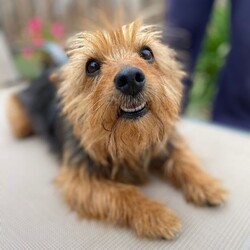 Adopt a dog:Bear/Norfolk Terrier/Male/Adult,Hi, my name is Bear.  I am about 2 years old.  My family could no longer care for me so I was taken in by a foster mom to be safe and loved until I found my forever home.  I am just so sweet and calm.  I love everyone I meet and don't bark unless I absolutely need to.  I would love to be your companion and sidekick on all your adventures.