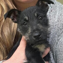 Adopt a dog:Willie/Schnauzer/Male/Baby,Willie is a typical 3-month-old pup, sweet and playful and well socialized! He will be a pretty small dog full grown. He is fostered with kids, dogs, and other animals too.