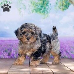 Queen  (F1b)/Mini Bernedoodle									Puppy/Female	/9 Weeks,I am Queen, looking for my furever home. I’m just small and compact, with my unique marking. My expected weight is 15 to 20 lbs. I love my belly rubs and play-time with my litter mates. Very well socialized and a good start on potty-training.  For more info contact Cletus or Eva, today.