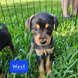 Adopt a dog:West/Yorkshire Terrier/Male/Baby,I'm a small little guy but act super tough. I love to rough house with cats and small dogs, still learning how to play with large dogs. My foster momma likes to drop me off at 