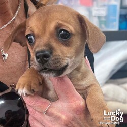 Adopt a dog:Franky/Chihuahua/Male/Baby,Please contact Sue Caley (suec@luckydoganimalrescue.org) for more information about this pet.Sweet baby is hoping to come home soon. FRANKY NEEDS A FOREVER HOME!!!!

Name: Franky Best Guess for Breed: Chihuahua/Terrier mix

Best Guess for Age: born 3/30/2023 SEX: male

Estimated Weight (puppies' weights change quickly!): 2lb as of 5/10/23

Gets Along With: Most puppies are in the prime of their socialization window and will do well with other dogs, cats and kids so long as they receive patience and proper training.

Currently Living at: DC area foster home

Special Adoption Considerations: Puppies under 6 months of age need to have multiple potty breaks/exercise throughout the day. Potential adopters with a standard 8-hour workday must be willing to make arrangements to meet the needs of their puppy. (proof of hiring or arranging for someone to attend to the puppy 3-4x a day until 4 months old, then at least once a day there after) Trust us, it will make your life so much easier in the long run!
Franky is Looking For: A family who is home most of the time to care for this baby and once old enough, to to provide long walks and daily trips to the dog park etc. He will reward you with playful puppy antics, puppy licks and lots of happy wiggling tail wagging! (this sweet puppy loves tummy tickles). Of course this is a just tiny baby and will need lots of extra attention, love, training and care! If you have the time, patience and $ that a puppy requires then you won't be disappointed in choosing this baby for your newest family member.
What My Foster Says About Me: These 5 puppies are the MOST adorable and happiest little sweethearts! With patience and training and lots of love, each one will grow into a wonderful family addition. Their Mommy, Frenchy, has been the best and attentive little Mom to them. (My dream is that each one will find a wonderful home and grow old being vetted, trained, cared for and loved for their entire little life)
Puppy Vetting Requirements: Lucky Puppies have had their age appropriate vaccines, but may not yet be 