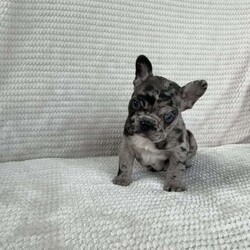 Jax/French Bulldog									Puppy/Male	/6 Weeks,Meet Jax, he is very playfull and full of energy. He will be sure to win your heart. Please contact us for more info to make him a part of your family 