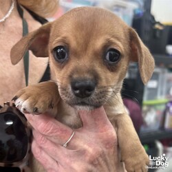 Adopt a dog:Franky/Chihuahua/Male/Baby,Please contact Sue Caley (suec@luckydoganimalrescue.org) for more information about this pet.Sweet baby is hoping to come home soon. FRANKY NEEDS A FOREVER HOME!!!!

Name: Franky Best Guess for Breed: Chihuahua/Terrier mix

Best Guess for Age: born 3/30/2023 SEX: male

Estimated Weight (puppies' weights change quickly!): 2lb as of 5/10/23

Gets Along With: Most puppies are in the prime of their socialization window and will do well with other dogs, cats and kids so long as they receive patience and proper training.

Currently Living at: DC area foster home

Special Adoption Considerations: Puppies under 6 months of age need to have multiple potty breaks/exercise throughout the day. Potential adopters with a standard 8-hour workday must be willing to make arrangements to meet the needs of their puppy. (proof of hiring or arranging for someone to attend to the puppy 3-4x a day until 4 months old, then at least once a day there after) Trust us, it will make your life so much easier in the long run!
Franky is Looking For: A family who is home most of the time to care for this baby and once old enough, to to provide long walks and daily trips to the dog park etc. He will reward you with playful puppy antics, puppy licks and lots of happy wiggling tail wagging! (this sweet puppy loves tummy tickles). Of course this is a just tiny baby and will need lots of extra attention, love, training and care! If you have the time, patience and $ that a puppy requires then you won't be disappointed in choosing this baby for your newest family member.
What My Foster Says About Me: These 5 puppies are the MOST adorable and happiest little sweethearts! With patience and training and lots of love, each one will grow into a wonderful family addition. Their Mommy, Frenchy, has been the best and attentive little Mom to them. (My dream is that each one will find a wonderful home and grow old being vetted, trained, cared for and loved for their entire little life)
Puppy Vetting Requirements: Lucky Puppies have had their age appropriate vaccines, but may not yet be 