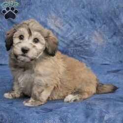 Nemo/Havanese									Puppy/Male	/9 Weeks,Hi there! Meet Nemo, He is a beautiful Havanese puppy! Nemo is very sweet and well socialized! We guarantee you a healthy and happy puppy! He will come vet-checked and his vaccination records and registration. If you are interested in Nemo don’t hesitate to call or text me anytime! I look forward to hearing from you! I have transportation available at an additional fee.
