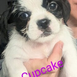 Adopt a dog:Cupcake /Brussels Griffon/Female/Baby,Cupcake is a 7 week old female brussel Griffon mix.