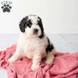 Madison- F1B/Mini Bernedoodle									Puppy/Female	/1051 Weeks,Madison is very sweet and loves to snuggle! Madison is a black and white F1B mini bernedoodle that will mature around 20- 30 lbs. She will be low to no shedding and hypoallergenic. Her parents have been DNA tested to reduce the risk of heritable diseases and conditions. She comes with a 1 year health guarantee. She is family raised and loves to be with children.