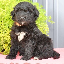 Rocky/Portuguese Water Dog									Puppy/Male	/7 Weeks,Rocky is a cute, healthy Portuguese Water Dog puppy, that loves to play. He also enjoys bath time. He is up to date on his shots and dewormers. His Mom is genetic tested and weighs approx 60-65 lb. Come have a visit with Rocky or call Jr or Joann if you have any questions. Shipping is available. 