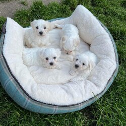 Adopt a dog:Bichon Maltese looking for new home/BichonMaltese/Female/8 weeks,I have 3 boys and 1 girl available.Very healthy and lovely pets.
They’re Playful ,have a good temperament and a good quality.
All of our puppies will leave with:- papers ready,Vaccinations- Microchipped, Flea and wormed,and - Health checked by vet
They’re looking for a new family and if you’re interested don’t hesitate to get in touch. Thank you !