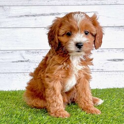 Josie/Cavapoo									Puppy/Female	/9 Weeks