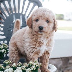 Beauty/Mini Goldendoodle									Puppy/Male	/7 Weeks