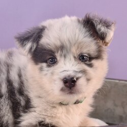 Adopt a dog:Georgie/Australian Shepherd/Male/Baby,*In order to protect our puppies, we do not allow puppies to attend open events until they have a minimum of two vaccinations. Puppies who are available, but not listed on our weekly Facebook event, are considered 