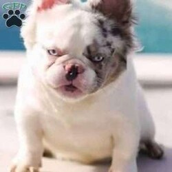 Tupac/French Bulldog									Puppy/Male	/6 Weeks,This blue merle with tan points is available in 2 weeks to go home!  He has a sweet calm demeanor and loves to give kisses!  Attached is his award winning grandfather and father pictures.