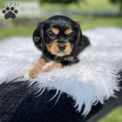 Hailey/Cavalier King Charles Spaniel									Puppy/Female	/7 Weeks,Meet Hailey Mom Lily is a smaller cavalier and weighs only around 13 lbs. Dad Fritz weighs around 20 lbs. He is super friendly and such a sweet dog. The puppies are well socialized and played with often by small children. We include a 2 week health guarantee and 1 year genetic guarantee extended 2 year if kept on recommended food. They are all up to date on shots and deworming and will be vet checked at 8 weeks old. We ask for $200 down to hold her for you. Shipping options are available both ground and by air. I will be happy to answer any questions you have about Hailey. Give me a call or text if you are interested in adopting her. Any calls on Sunday will be returned Monday morning. 