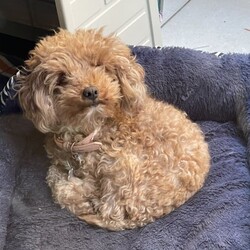 2 y/o Purebred un neutered female Toy Poodle $1000/Poodle (Toy)//Older Than Six Months,Well trained and not had a litter. She is a beautiful well mannered young lady. Unfortunately our living circumstances have changed and we are no longer able to keep her =( we want her to go to a loving loving home. She has spent her short life inside and is so so smart! Need gone urgently. 