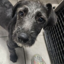 Adopt a dog:Fuzzy/Standard Poodle/Female/Baby,Introducing a sweet girl who's looking for her forever home - meet Fuzzy! Born on Feb 10, 2023, she is a darling mixed breed pup with lots of love to give. Her mama is a purebred standard poodle, while her dad is either a pit bull or a chihuahua/yorkie mix, making her a unique combination.

Fuzzy is a fantastic playmate for other dogs, but she truly shines when she snuggles up with her humans. She's a people-oriented pup who loves to give kisses, cuddle, and play. However, because she's teething, it's best for her to be placed with older children who understand that she may become nippy when she's playful.

As for her future size, she'll probably end up weighing between 40-50 pounds when she's fully grown. However, no matter her size, this furry friend is sure to bring lots of love and joy to her future home. 

Could you be the one to provide her with a loving forever home? Complete your adoption application at erinregananimalsanctuary.com, then contact us to schedule a virtual meet and greet through video chat! Fuzzy is located in Mississippi but is scheduled to be transported to PA on June 10th provided she has a foster or adopter approved by June 8th.