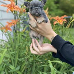 Gamora/French Bulldog									Puppy/Female	/5 Weeks,Blue & Tan female carrying coco, cream and Isabella (testable chocolate) small & compact. Raised around family & kids. Daughter of Checcmate who is imported from the UK