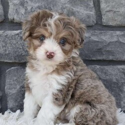 Andre/Miniature Aussiedoodle									Puppy/Male	/8 Weeks,I offer a one year health guarantee. Up to date on shots and dewormings. I’m looking for a loving indoor home. Shipping options are available anywhere in the US. All Sunday calls will be returned on Mondays. Thanks Jon 