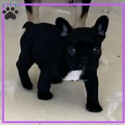 Bear./French Bulldog									Puppy/Male	/6 Weeks,He’s the only one in his litter. He’s friendly and loving looking for his forever loving family. Call or text anytime Day or Night. Bear is solid black with white patch.