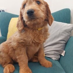 10 week old male Groodle - Ready for his forever home!///Younger Than Six Months,Great Southern Groodles is a truly ethical and responsible family boutique breeder. We plan our puppies years in advance and produce two litters per year. We have two beautiful Golden Retrievers and a very handsome stud standard poodle. They are the very best of friends, play with our young children and come on holidays with us!We are unique in that we utilise the services of a Professional Trainer to complete a Behavioural Assessment on each puppy to ensure we match them to the right home. We go to every length to begin training with our puppies, including loose lead walking, toilet training, crate training and early socialisation. We work under the guidance of our vet and puppies will be vaccinated on schedule. Our puppies spend their days playing in the garden, relaxing, playing in the sandpit and jumping in the paddling pool. We introduce a range of sights, sounds, smells and activities of daily living to ensure our puppies are confident and well accustomed to family life.Puppies go home with 6 weeks insurance, health guarantees, a lifetime rehoming policy, a blanket, toys and bag of food. More than that, we spend time getting to know you, building a relationship, providing education and support in how to set your home up and prepare for a puppy. We arm you with a range of information and problem solving tactics and you can be confident the puppy you bring home will be pawfect for you.Please see our website www.gsgroodles.com or find us on www.facebook.com/greatsoutherngroodles
