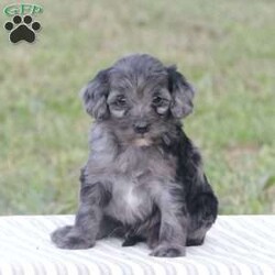 Tripp/Cavapoo									Puppy/Male	/5 Weeks,This pup will absolutely melt your heart! call, text or email to schedule a visit or Facetime with Tripp! Tripp will grow to around 12 pounds