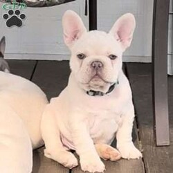 Dozer/French Bulldog									Puppy/Male	/9 Weeks,Wow! The puppies in this litter surpassed my expectations so much so I have kept 2 of them for my future breeding program.